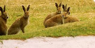 Click on image to see full-sized version Now sadly missing from the island nature reserve...