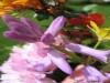 bealtaine flowers bealtaine flowers