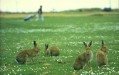 Hares on the North Bull Island Hares on the North Bull Island