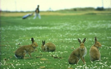 Click on image to see full-sized version Hares on the North Bull Island