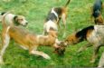 HUNTED FOX LEFT OUTSIDE SCHOOL  FOR CHILDREN TO WITNESS HUNTED FOX LEFT OUTSIDE SCHOOL  FOR CHILDREN TO WITNESS