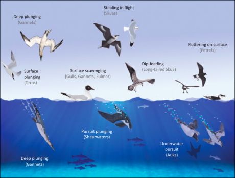 Click on image to see full-sized version Feeding methods of Irish seabirds. © Michael O'Clery