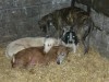 Under threat, pregnant greyhounds Under threat, pregnant greyhounds