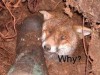 why do hunters cause suffering for sport why do hunters cause suffering for sport