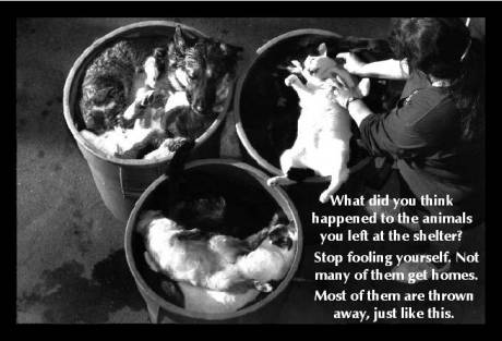 Compassion towards the dogs is lacking in Wicklow Co Co and ISPCA.