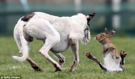 captive hare prior to coursing