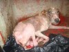 IGB are responsible for so much suffering. IGB are responsible for so much suffering.