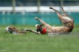 Hare coursing badly exposed by latest film footage... Hare coursing badly exposed by latest film footage...