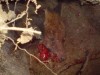 fox_broken_with_broken_jaw_after_dig_out.jpg fox_broken_with_broken_jaw_after_dig_out.jpg